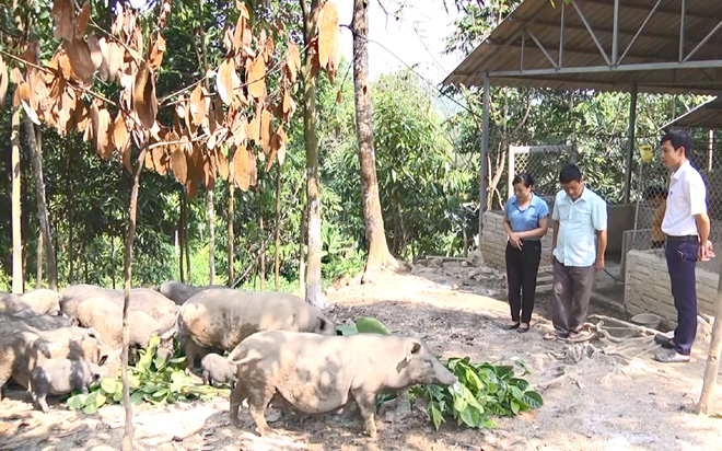 Một mô hình phát triển kinh tế nông bền vững ở xã Yên Hợp, huyện Văn Yên.