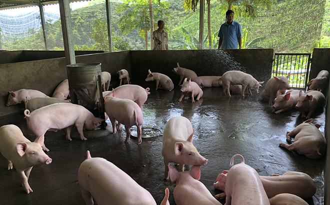 Nhờ được vay vốn chính sách nên nhiều hộ nghèo xã Châu Quế Thượng đã đầu tư chăn nuôi, vươn lên thoát nghèo.