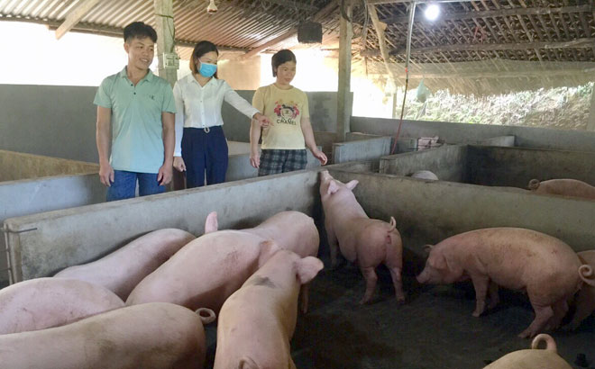 Nhờ nguồn vốn vay từ NHCSXH đã giúp hội viên phụ nữ xã Ngọc Chấn mở rộng mô hình chăn nuôi lợn, nâng cao thu nhập cho gia đình.