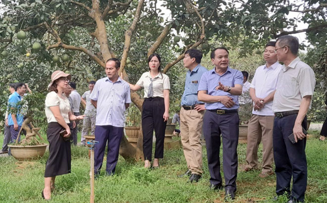 Đồng chí Lã Tuấn Hưng - Phó Chủ tịch UBND huyện Yên Bình giới thiệu sản phẩm bưởi Đại Minh với đoàn công tác.