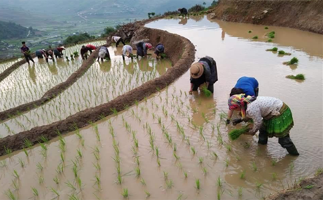 Nông dân xã Cao Phạ đẩy nhanh tiến độ gieo cấy lúa mùa.