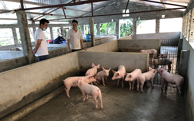 Ông Vũ Xuân Đao (bên phải) ở thôn Đoàn Kết, xã Âu Lâu cùng người chăn nuôi phấn khởi khi giá lợn hơi tăng.