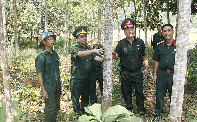 Lãnh đạo Hội CCB huyện Văn Yên tham quan mô hình trồng quế của gia đình CCB Hoàng Đình Lành (ngoài cùng, bên trái).