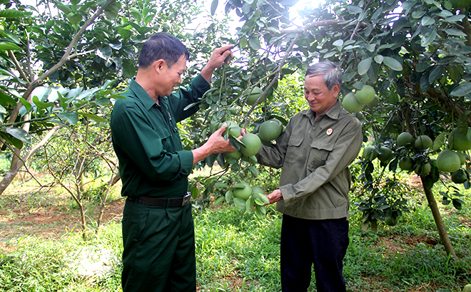 Mô hình điển hình phát triển kinh tế của cựu chiến binh Nguyễn Kim Giao, thôn Minh Thân, xã Đại Minh, huyện Yên Bình.