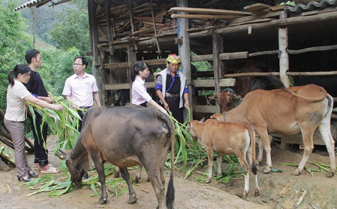 Cán bộ Ngân hàng Chính sách xã hội huyện Mù Cang Chải kiểm tra mô hình vay vốn phát triển chăn nuôi tại xã xã Dế Xu Phình.