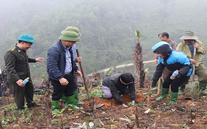 Nhân dân xã Việt Hồng trồng tre măng Bát độ, đưa cây trồng này trở thành cây kinh tế mũi nhọn.