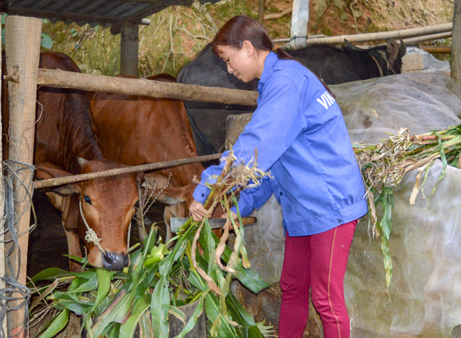 Chăn nuôi trâu, bò tại xã Sơn Lương, huyện Văn Chấn.