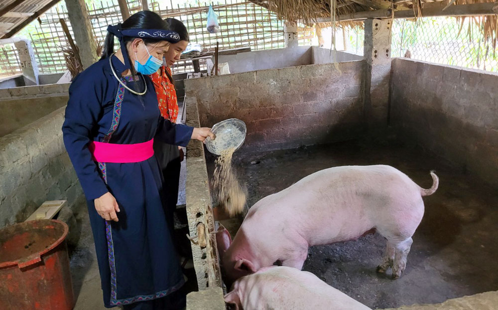 Mô hình chăn nuôi lợn góp phần giảm nghèo của gia đình chị Nguyễn Thị Thúy, bản Chao, xã Việt Hồng.