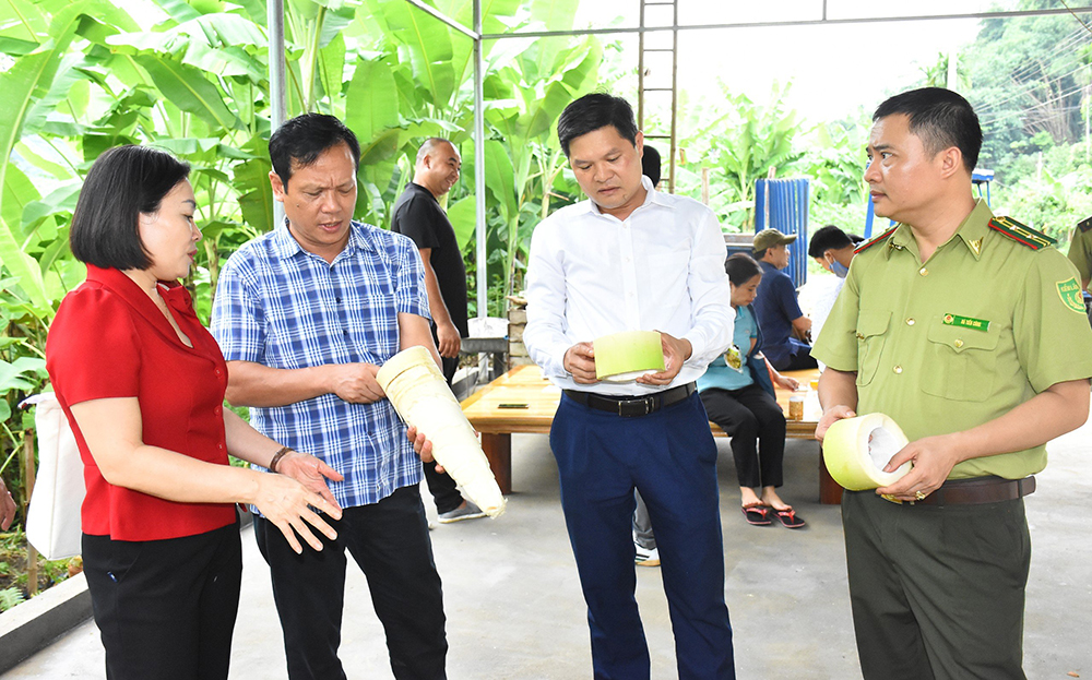 Lãnh đạo Phòng Nông nghiệp và Phát triển nông nghiệp huyện Lục Yên đánh giá về mô hình măng mai tại xã Lâm Thượng.