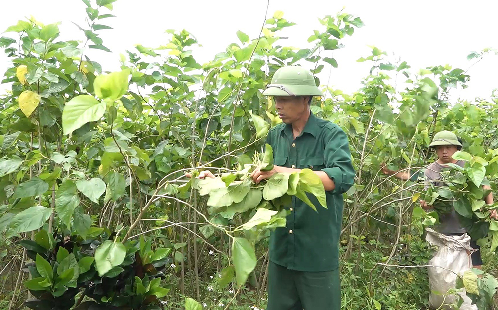 Thương binh Nguyễn Văn Dậu thu hoạch lá dâu trong khu vườn nhà.