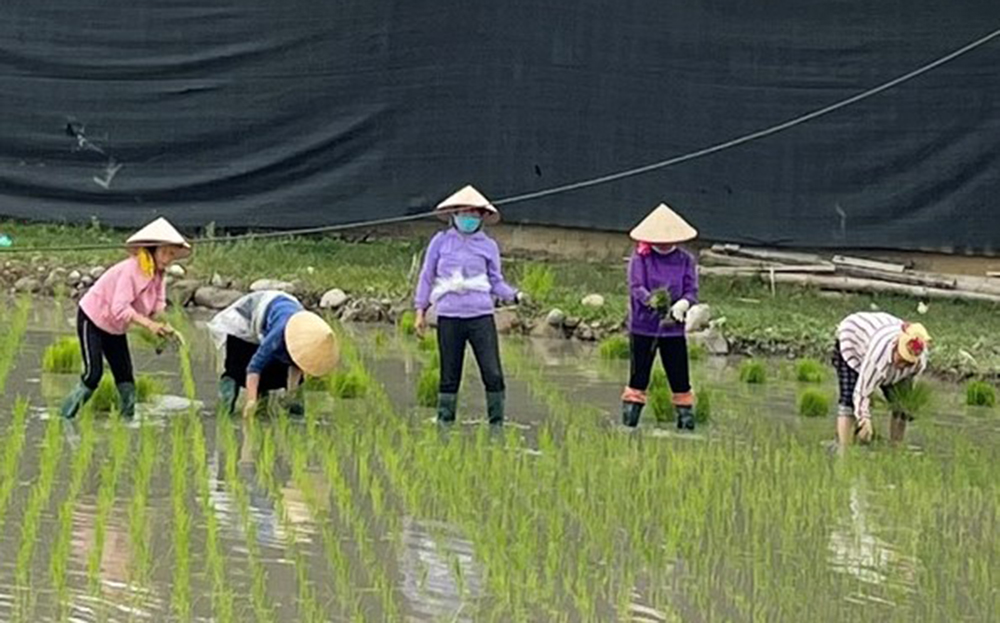 Nông dân xã Nghĩa Lợi, thị xã Nghĩa Lộ cấy lúa mùa.