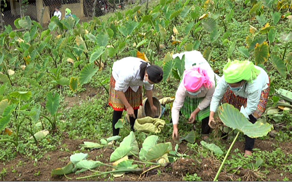 Người dân huyện Trạm Tấu đã chuyển đổi được 800 ha đất trồng lúa, ngô kém hiệu quả sang trồng khoai sọ.