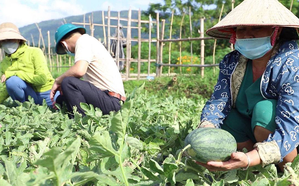 Nông dân xã Thanh Lương, thị xã Nghĩa Lộ kiểm tra sinh trưởng và phát triển của cây dưa hấu trồng trên diện tích chuyển đổi từ đất lúa kém hiệu quả.