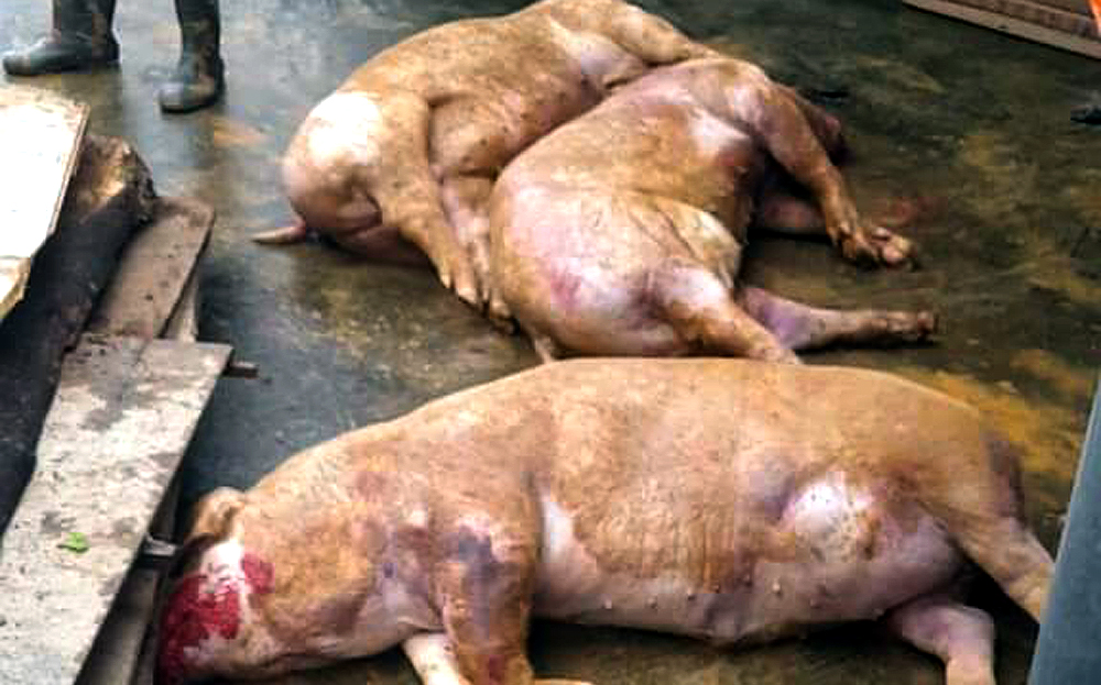 Mưa lớn kéo dài làm sạt ta luy dương vùi lấp chuồng lợn làm chết 11 cơn lợn của hộ gia đình ông Nguyễn Văn Diện, ở thôn Tân Việt, xã Quy Mông.