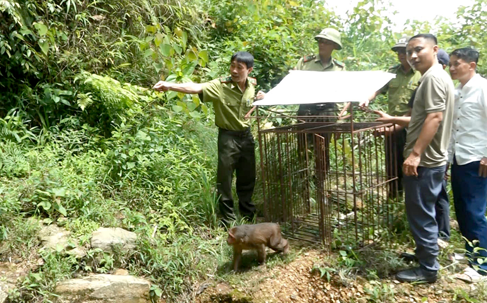 Ngày 24/5/2024, Hạt Kiểm lâm Trạm Tấu – Nghĩa Lộ phối hợp với Ban Quản lý rừng phòng hộ Trạm Tấu thả cá thể khỉ về môi trường tự nhiên