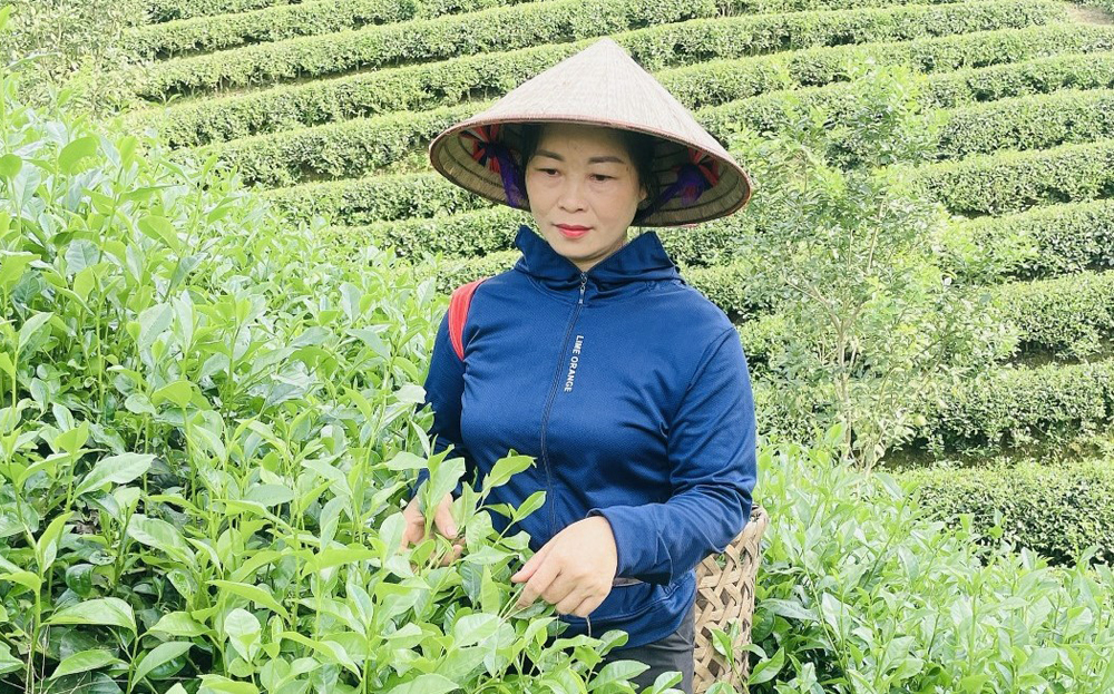 Diện tích chè của gia đình chị Lương Thanh Huyền ở thôn Linh Môn 1 được chăm sóc, phun thuốc bảo vệ thực vật sinh học thân thiện với môi trường để phòng trừ sâu bệnh.