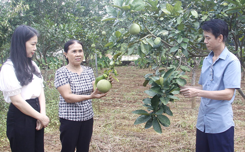 Bà Lương Thị Hạnh chia sẻ với lãnh đạo Hội Nông dân huyện và thị trấn Yên Bình về kinh nghiệm trồng cây ăn quả có múi.