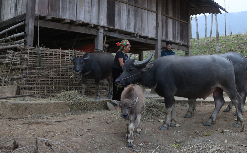 Nhờ phát triển chăn nuôi đại gia súc, người dân thôn Pa Te, xã Túc Đán, huyện Trạm Tấu nâng cao chất lượng cuộc sống.