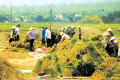 Những cánh đồng sản xuất lúa hàng hóa của Văn Yên.
