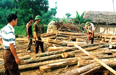 Sản phẩm gỗ rừng trồng đem lại thu nhập kinh tế cao cho người dân xã Vân Hội (Trấn Yên).
