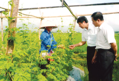 Lãnh đạo huyện Văn chấn thăm mô hình trồng khổ qua của hộ gia đình bà Lò Thị Hiên - thôn Năm Hăn, xã Phù Nham.