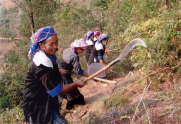 Hội phụ nữ huyện Mù Cang Chải tham gia phát đường băng cản lửa bảo vệ rừng.
