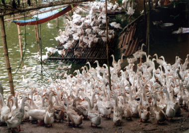 Chăn nuôi gia cầm theo hướng hàng hóa đang phát triển mạnh ở Yên Bình. (Ảnh: Mô hình chăn nuôi vịt đẻ trứng của gia đình ông Phạm Đình Kết, xã Thịnh Hưng).
