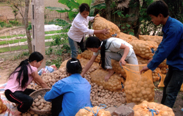 Nông dân xã Cát Thịnh thu hoạch khoai tây. (Ảnh: Đức Hồng)