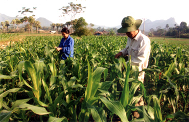 Nông dân Yên Bình chăm sóc ngô trên diện tích tăng vụ. (ảnh minh họa)
