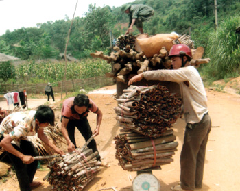 Nông dân xã Xuân Tầm (Văn Yên) tiêu thụ quế vỏ.
