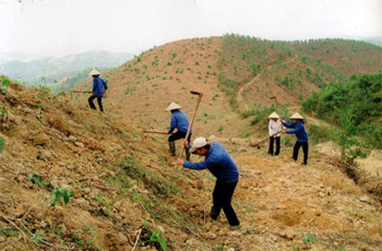 Nông dân thị trấn Nông trường Trần Phú nhận cây giống từ các vườn ươm.