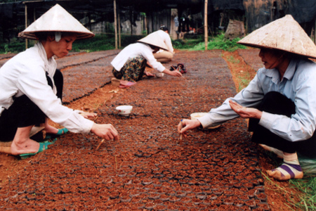 Nhân dân thị trấn Thác Bà (Yên Bình) đóng bầu ươm cây giống chuẩn bị trồng rừng vụ thu.
(Ảnh: Trường Phong)