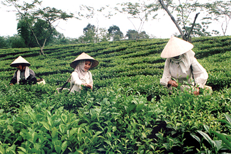 Nông dân Yên Bình thu hái chè.