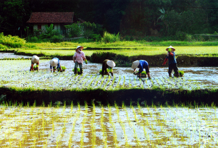 Nông dân các xã vùng cao Văn Chấn gieo cây lúa mùa năm 2011.
