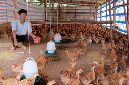 Mô hình trang trại Hướng phát triển chăn nuôi bền vững  Tin mới  Cổng  thông tin điện tử tỉnh Thái Nguyên
