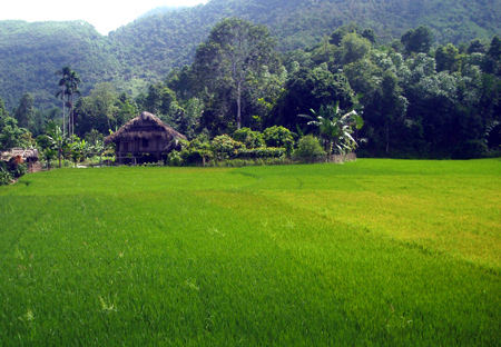 Hiện nay, toàn tỉnh Yên Bái đã có 1.116 ha lúa mùa nhiễm sâu bệnh.