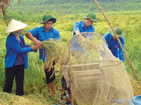 Anh Nguyễn Duy Hiếu (thứ 2, phải sang) cùng ĐVTN giúp nhân dân thôn Làng Ro, xã Phan Thanh thu hoạch lúa.