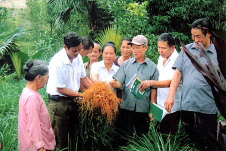 Các hội viên tham gia Dự án kiểm tra chất lượng cây thuốc.