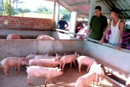 Mô hình VACR của ông Nghiêm Công Thành hàng năm cho thu lãi trên 100 triệu đồng.
