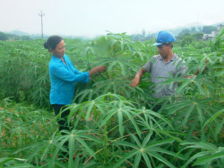 Trong năm 2012, tỉnh Yên Bái sẽ hoàn chỉnh và phê duyệt Đề án giao rừng, cho thuê rừng cấp tỉnh. Ảnh: Cây sắn phát triển tốt trên đất Mậu Đông, Văn Yên. (Ảnh: Thanh Tân)