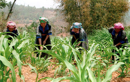 Hội viên phụ nữ xã Púng Luông chăm sóc ngô.