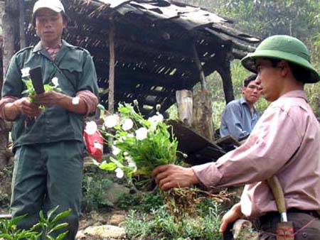 Các lực lượng chức năng huyện Trạm Tấu phá bỏ cây thuốc phiện.
(Ảnh tư liệu từ Internet)

