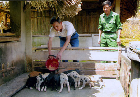 Hội viên CCB xã Bảo Hưng (Trấn Yên) đã thực hiện thành công việc lai tạo giống lợn rừng F1 cung cấp ra thị trường.