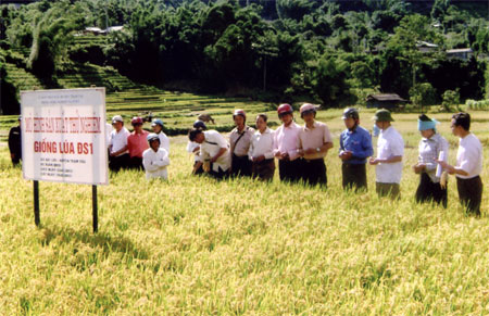 Mô hình sản xuất thử nghiệm giống lúa ĐS1 ở xã Hát Lừu thu được kết quả cao.
