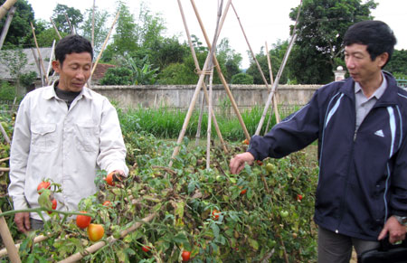 Sử dụng đồng vốn vay từ các ngân hàng có hiệu quả, nhiều hộ nông dân đã vươn lên thoát nghèo.