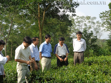 Đồng chí Dương Văn Tiến (giữa) - Bí thư Huyện ủy Yên Bình kiểm tra tình hình sản xuất chè ở xã Bảo Ái.