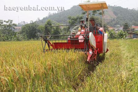 Cơ giới hóa trong khâu thu hoạch lúa ở xã An Thịnh
(Văn Yên).
