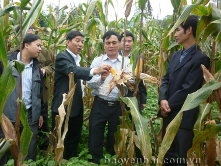 Đồng chí Trần Thế Hùng (áo trắng giữa) - Bí thư Huyện ủy Văn Yên thăm mô hình sản xuất cây ngô đồi tại xã Lang Thíp.