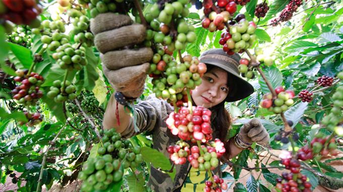 Du khách đến Pleiku vào mùa thu hoạch cà phê có thể trải nghiệm việc hái cà phê tại các nhà vườn - Ảnh: H.Thủy
