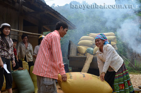 Người dân thôn Cang Kỷ, xã Suối Giàng bán ngô cho thương lái.
